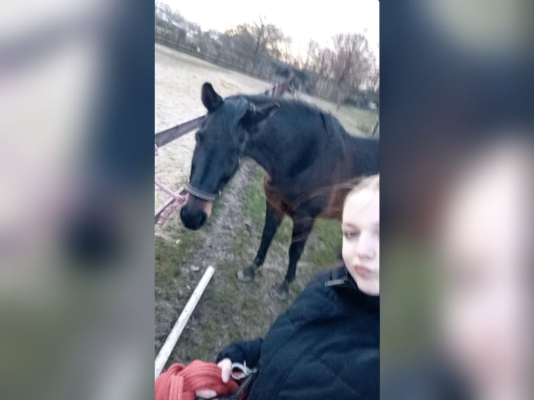 Suche Reitbeteiligung Marl/Dorsten