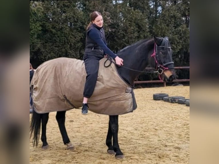 Suche Reitbeteiligung Marl/Dorsten
