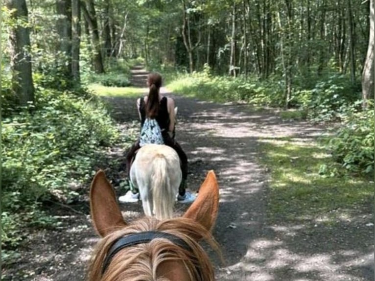 Suche Reitbeteiligung Marl/Dorsten