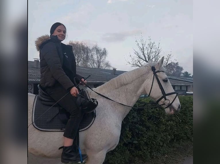 Suche Reitbeteiligung Marl/Dorsten