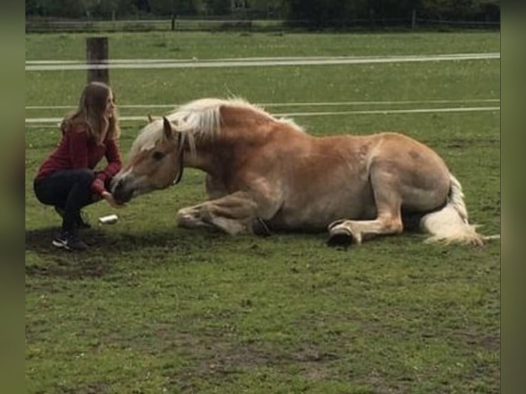 Suche Reitbeteiligung Marl/Dorsten