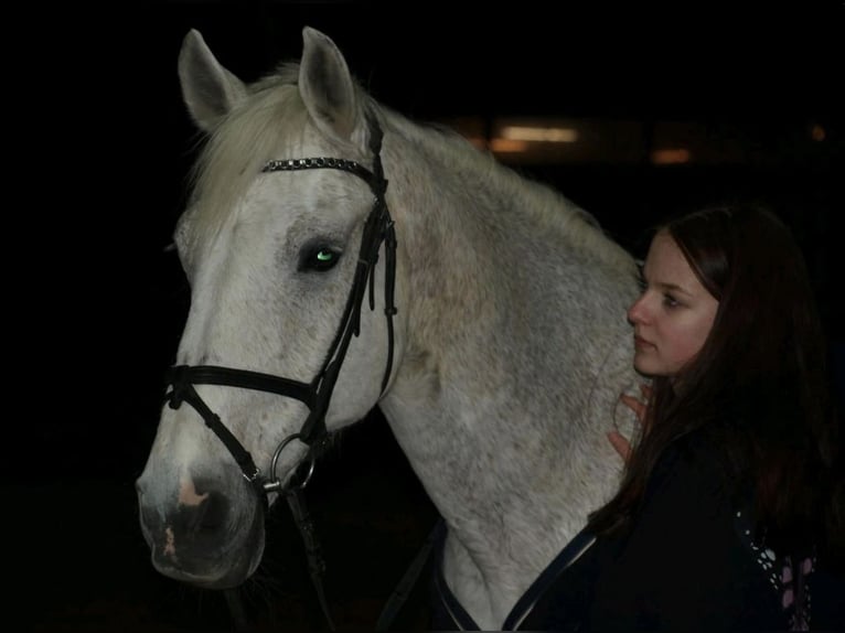 Suche Reitbeteiligung Marl/Dorsten