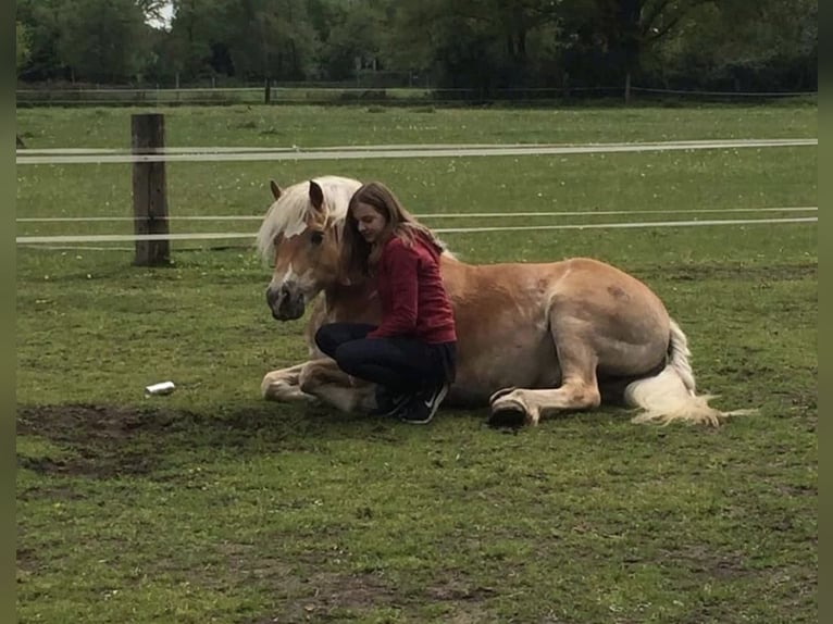 Suche Reitbeteiligung Marl/Dorsten