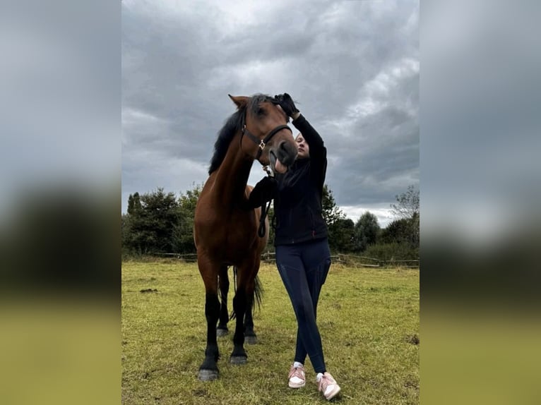 Suche Reitbeteiligung Marl/Dorsten
