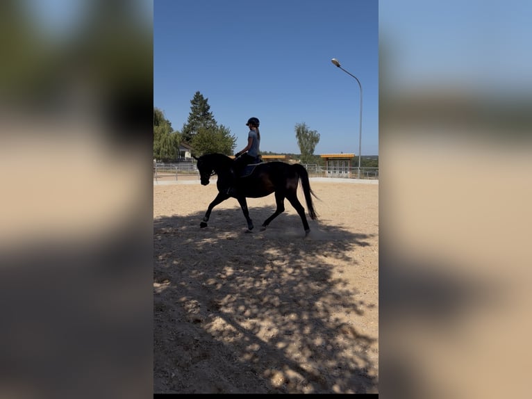 Suche Reitbeteiligung (Mensch sucht Pferd) Dressur