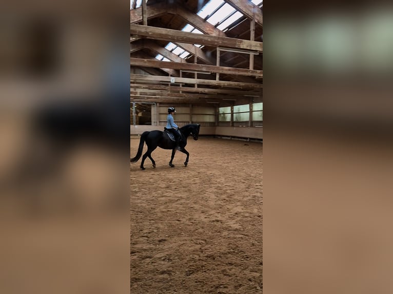 Suche Reitbeteiligung (Mensch sucht Pferd) Dressur