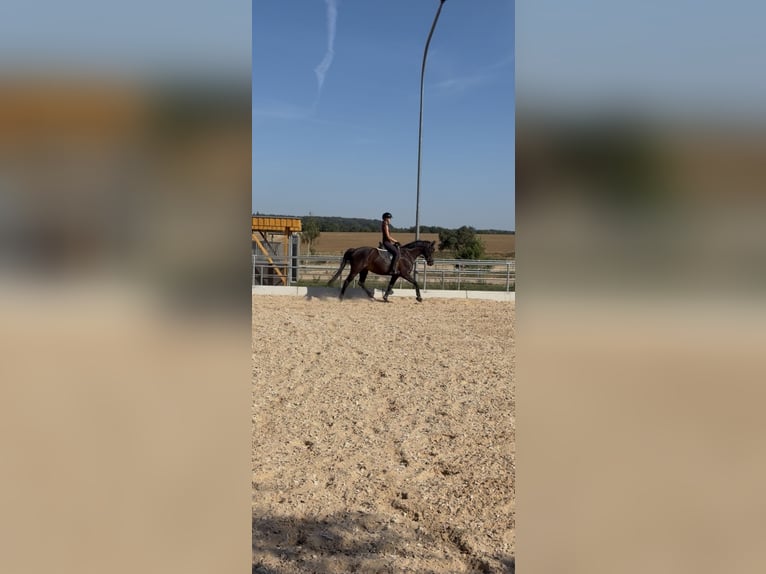 Suche Reitbeteiligung (Mensch sucht Pferd) Dressur