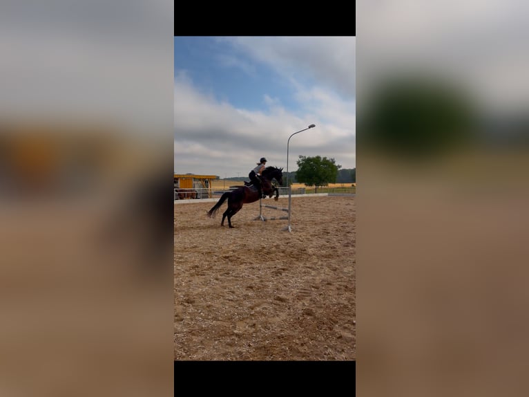 Suche Reitbeteiligung (Mensch sucht Pferd) Dressur