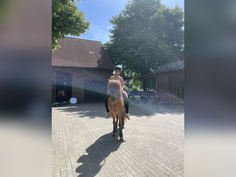 Suche Reitbeteiligung (Mensch sucht Pferd)