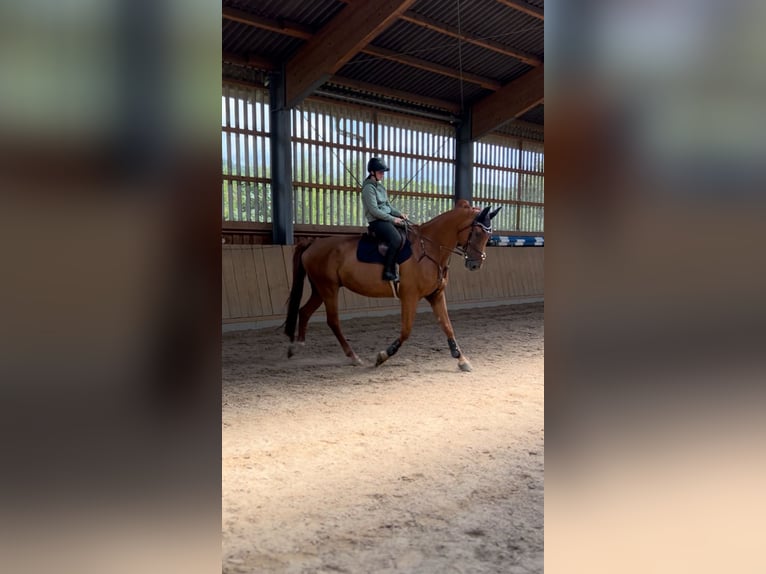 Suche Reitbeteiligung (Mensch sucht Pferd)