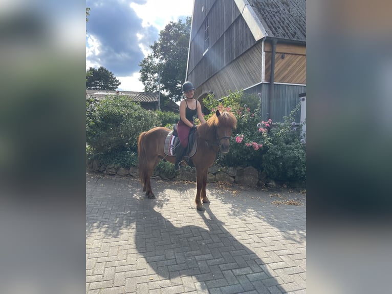 Suche Reitbeteiligung (Mensch sucht Pferd)