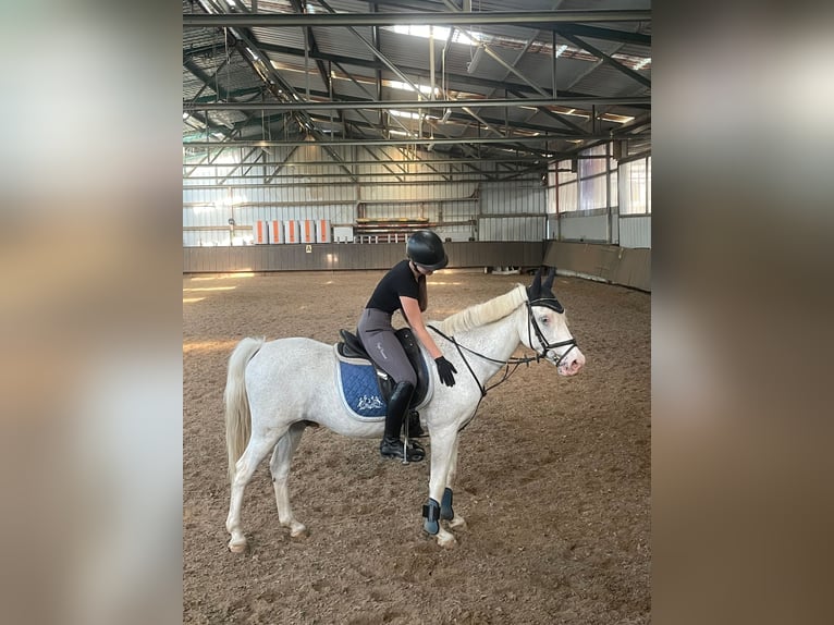 Suche Reitbeteiligung (Mensch sucht Pferd)