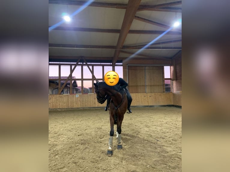 Suche Reitbeteiligung (MsP) Suche Reitbeteiligung (MsP)