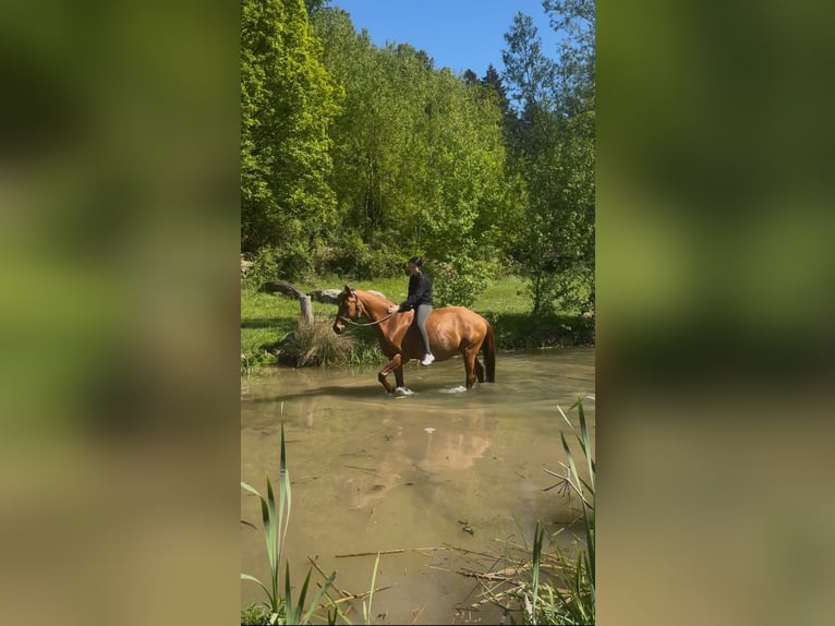 Suche Reitbeteiligung (MsP)