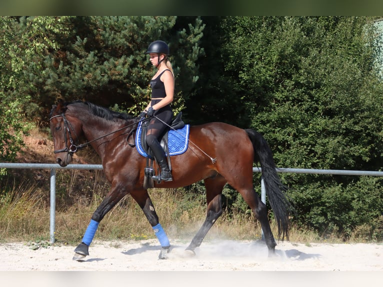 Suche Reitbeteiligung Nähe 61440 Oberusel