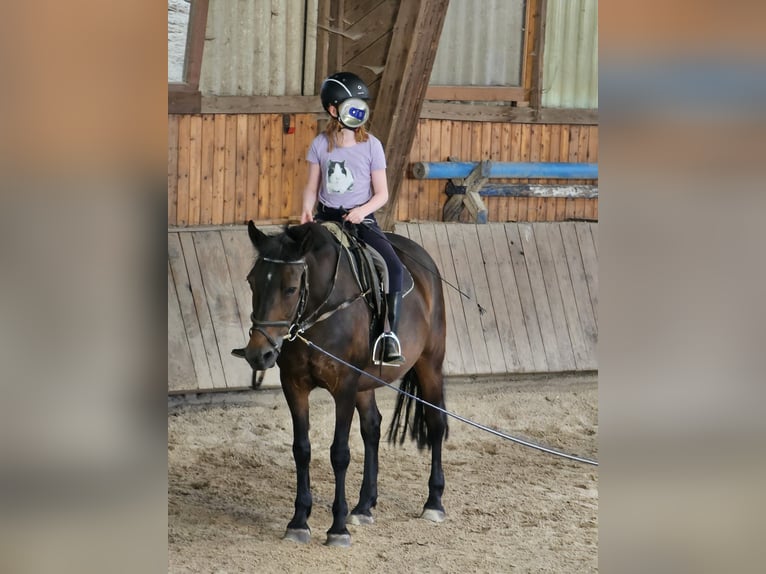 Suche Reitbeteiligung nähe Göttingen 🐴