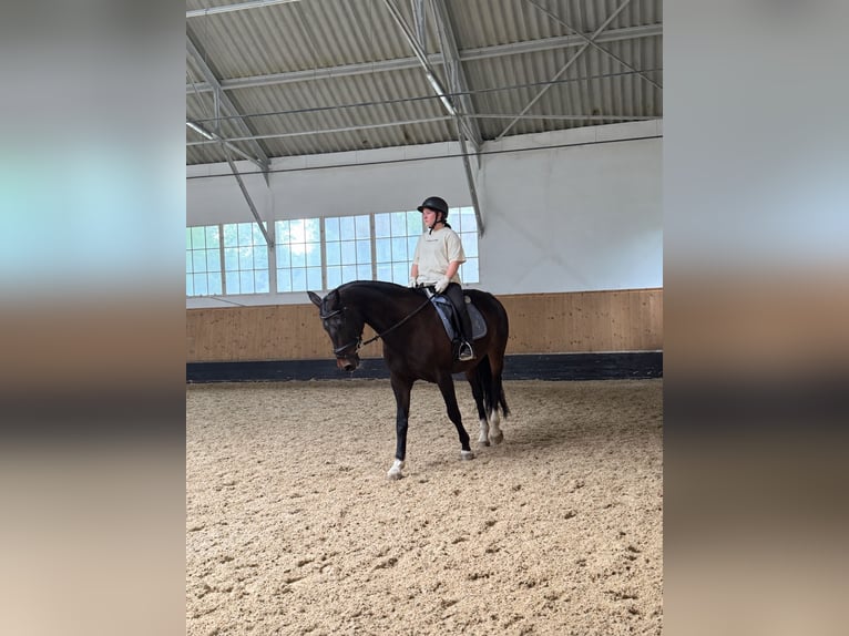 Suche Reitbeteiligung nähe Landshut/ Ergolding