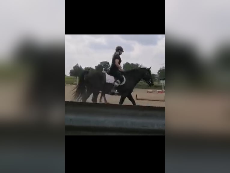 Suche Reitbeteiligung nähe/in Rostock 