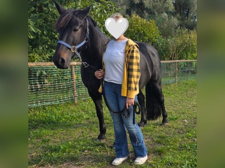 Suche Reitbeteiligung nähe/in Rostock 