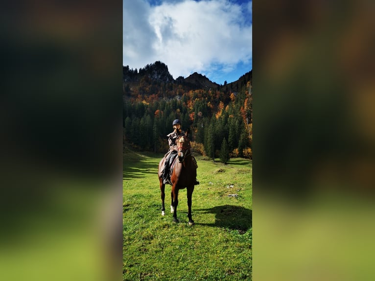 Suche Reitbeteiligung nahe Martinsried (ggf. auch nahe Oberschleißheim)