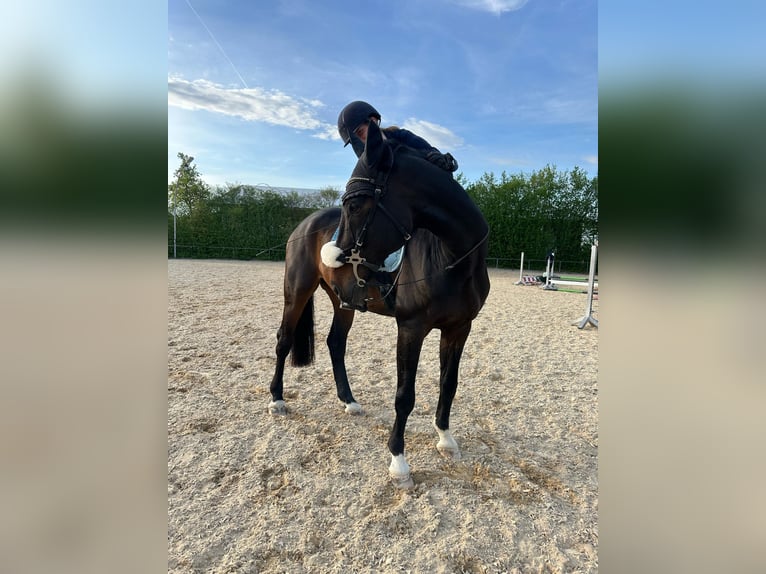 Suche Reitbeteiligung nahe Martinsried (ggf. auch nahe Oberschleißheim)