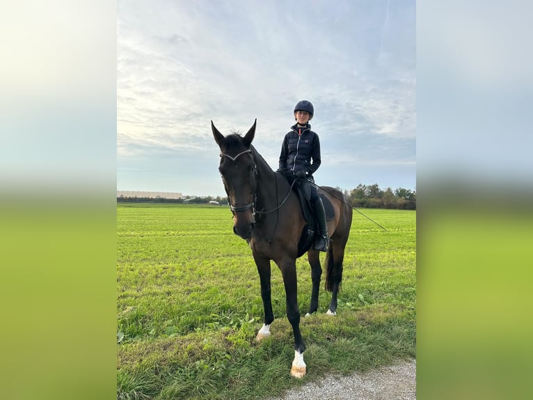 Suche Reitbeteiligung nahe Martinsried (ggf. auch nahe Oberschleißheim)