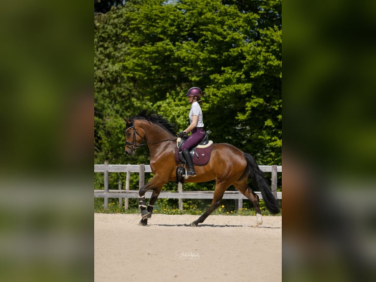 Suche Reitbeteiligung oder Pferd zur Verfügung