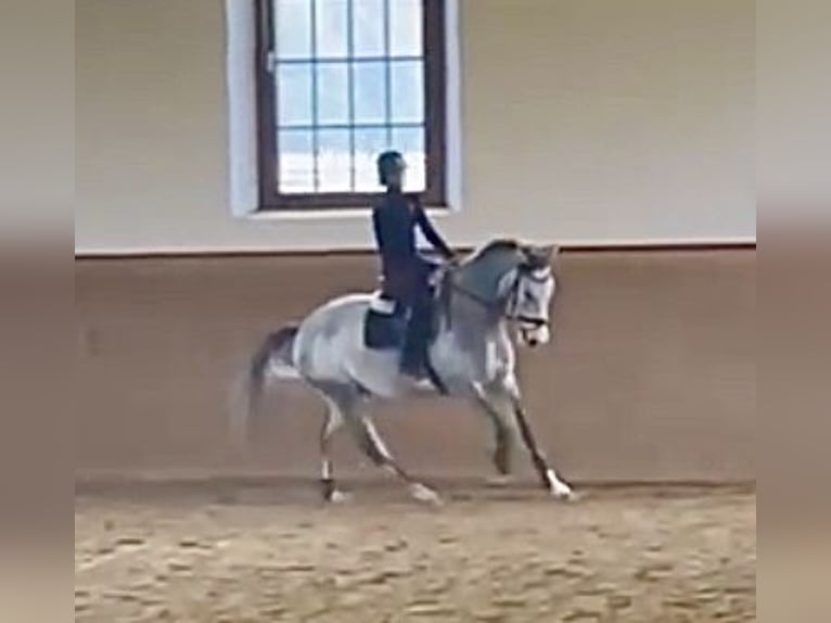 Suche Reitbeteiligung oder Pferd zur Verfügung