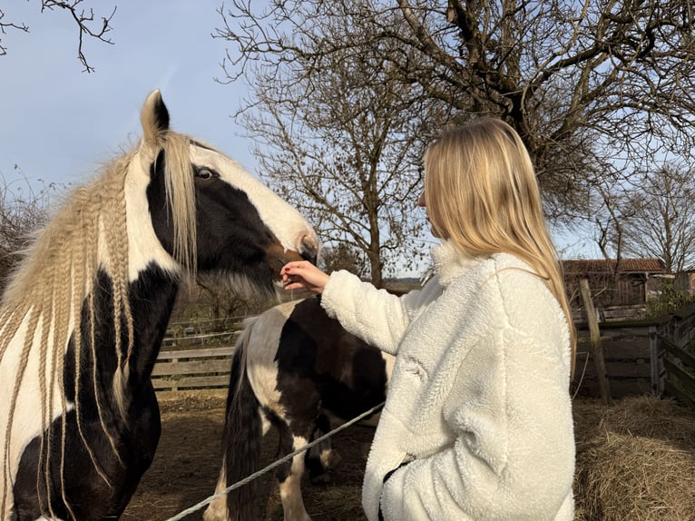 Suche Reitbeteiligung (Pferd) nähe München