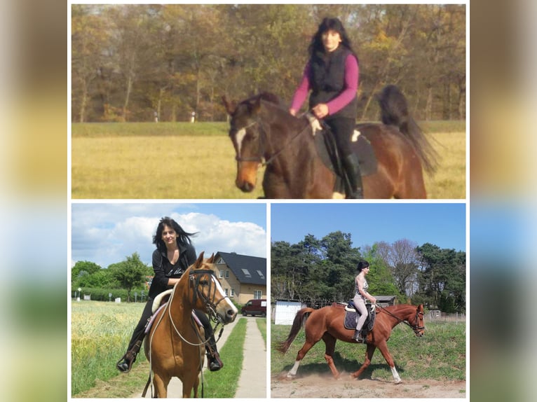 Suche Reitbeteiligung/ Pflegebeteiligung