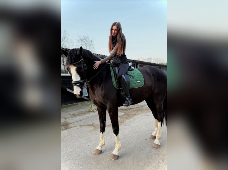Suche Reitbeteiligung (Reiter sucht Pferd