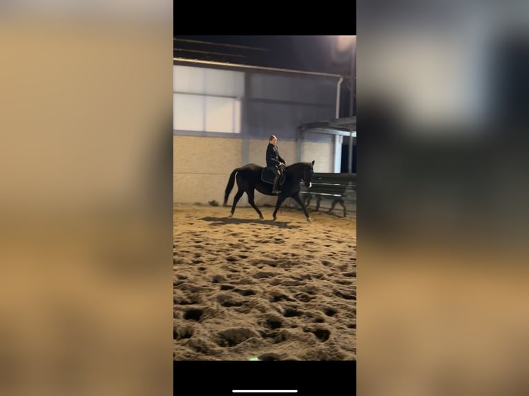 Suche reitbeteiligung (Reiter sucht Pferd)