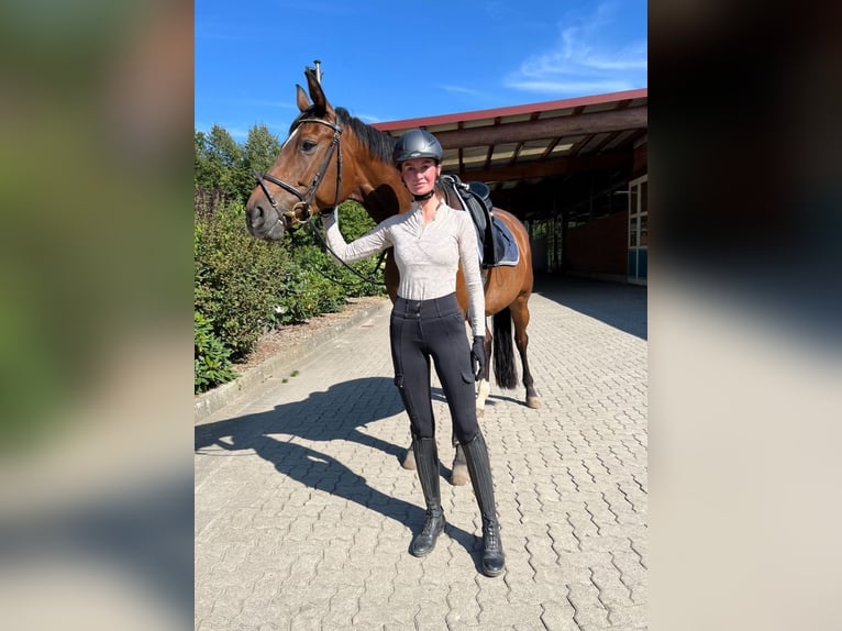 Suche Reitbeteiligung (Reiter sucht Pferd