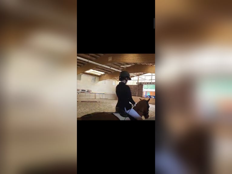 Suche Reitbeteiligung (Reiter sucht Pferd)