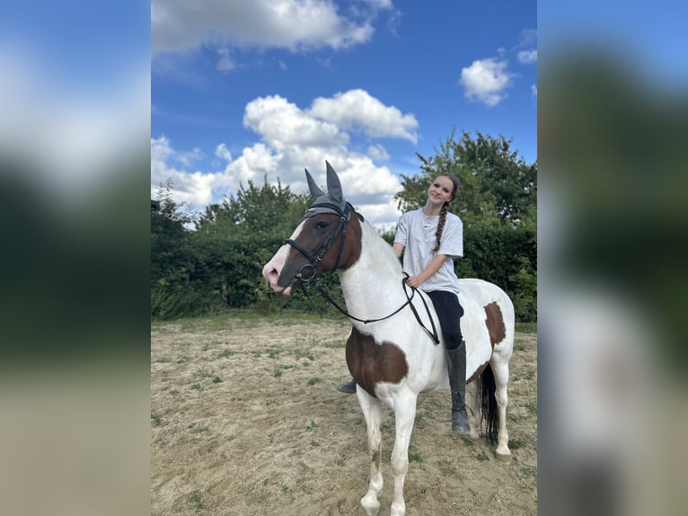 Suche reitbeteiligung (Reiter sucht Pferd)