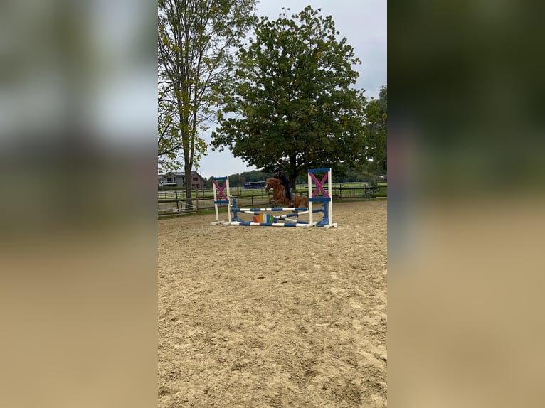 Suche reitbeteiligung (Reiter sucht Pferd)