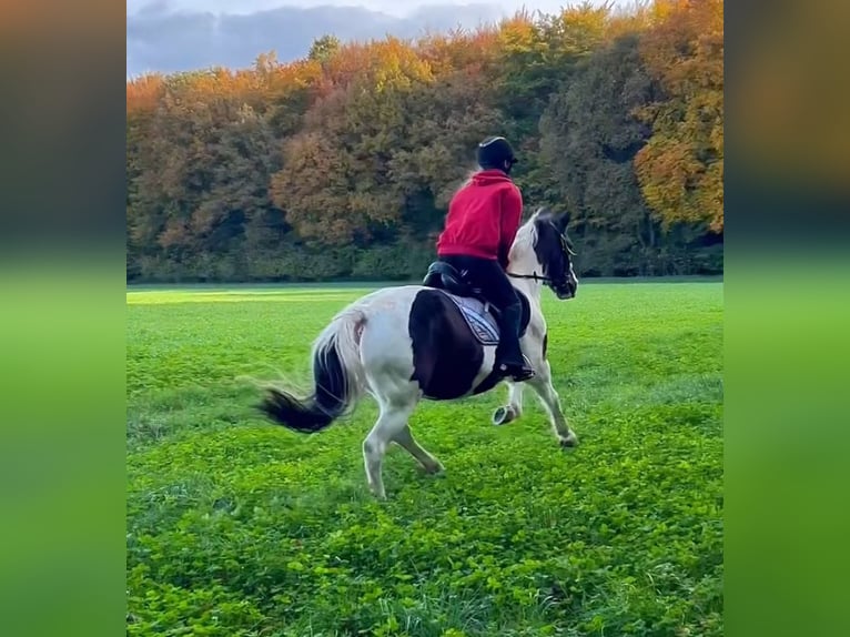 Suche reitbeteiligung (Reiter sucht Pferd)