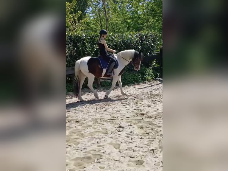 Suche reitbeteiligung (Reiter sucht Pferd)