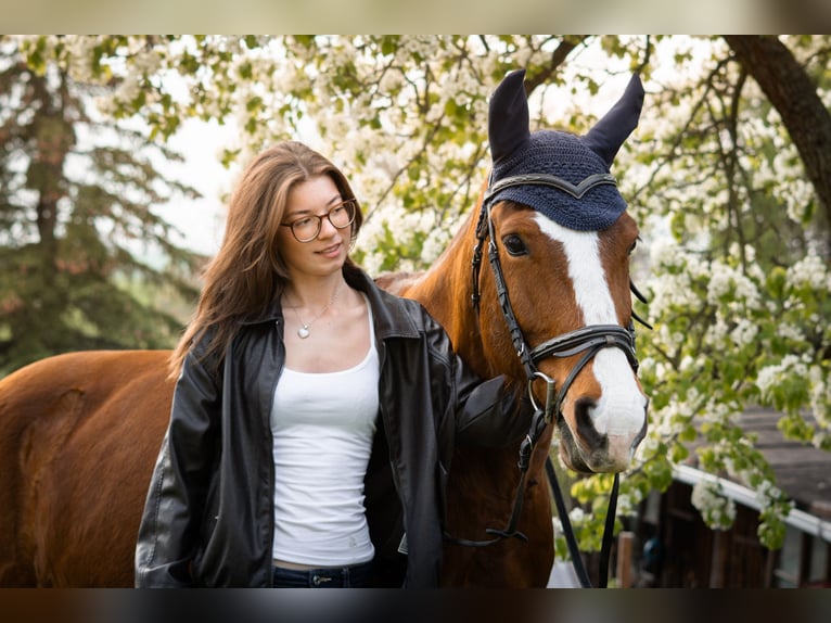 suche reitbeteiligung (reiter sucht pferd)