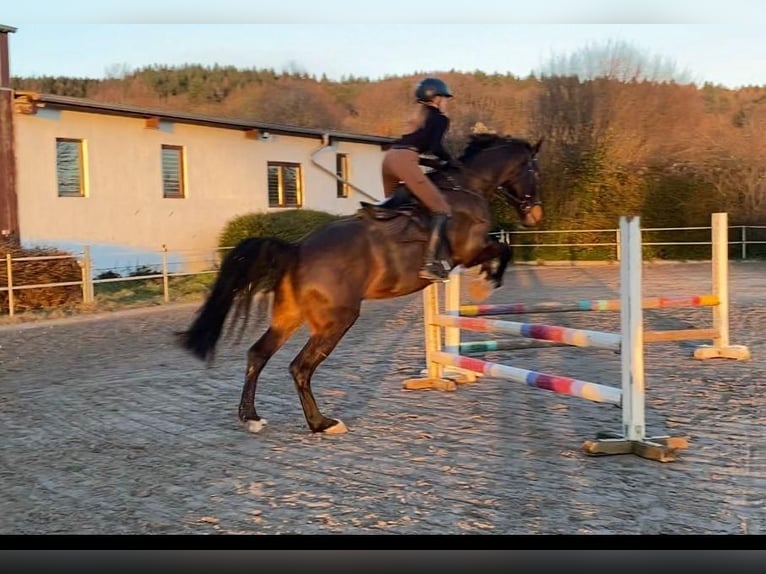 Suche Reitbeteiligung (Reiter sucht Pferd)