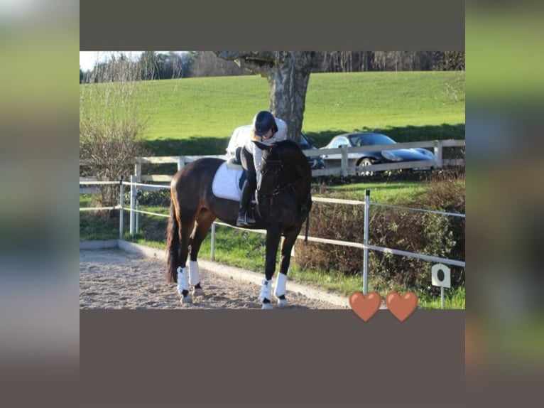 Suche Reitbeteiligung (Reiter sucht Pferd)