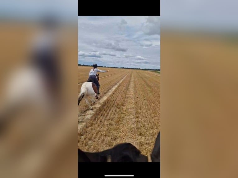 Suche reitbeteiligung (Reiter sucht Pferd)