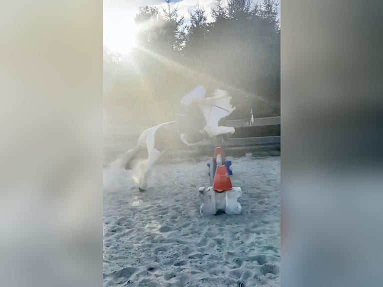 Suche reitbeteiligung (Reiter sucht Pferd)