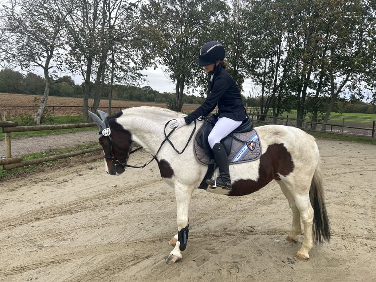 Suche reitbeteiligung (Reiter sucht Pferd)