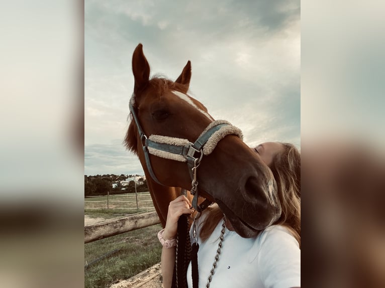 Suche Reitbeteiligung / Reiter sucht Pferd Suche Reitbeteiligung / Reiter sucht Pferd