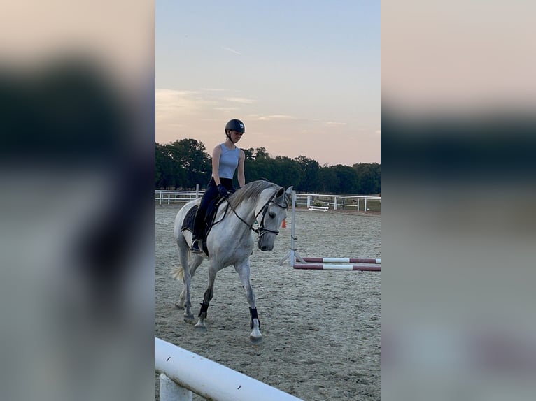 Suche Reitbeteiligung, Reiter sucht Pferd 