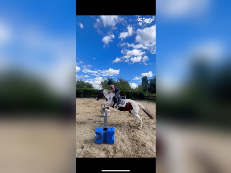 Suche reitbeteiligung (Reiter sucht Pferd)