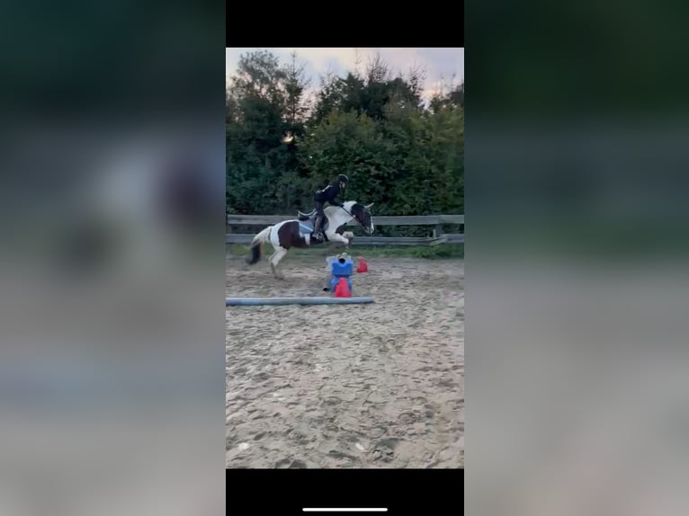 Suche reitbeteiligung (Reiter sucht Pferd)