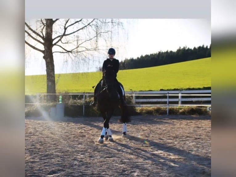Suche Reitbeteiligung (Reiter sucht Pferd)