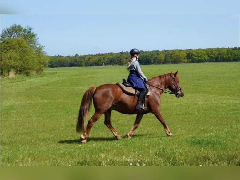 Suche Reitbeteiligung (RsP) Preis